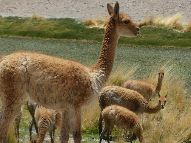 five vicunas grazing on green grasses near el tatio geyser