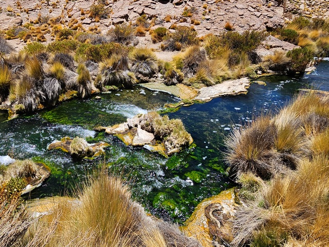 colorful grasses and a creek with rocks and algae at el tatio geyser