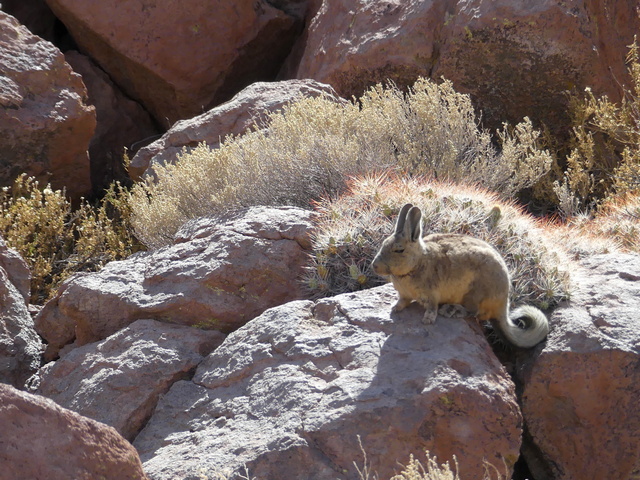 a viscacha sitting on a rock next to a cactus in Chile's Atacama Desert