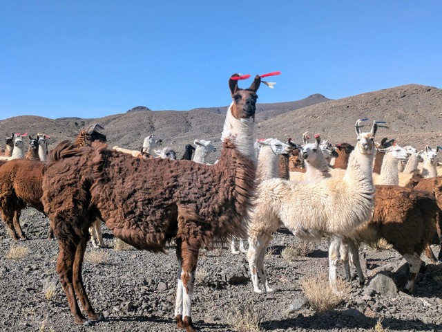 a herd of llamas near Rainbow Valley San Pedro de Atacama