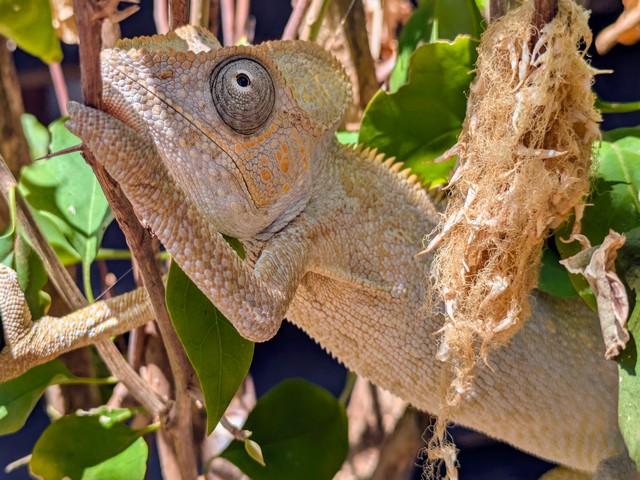 A chamelon on a branch at Anjajavy Reserve in Madagascar
