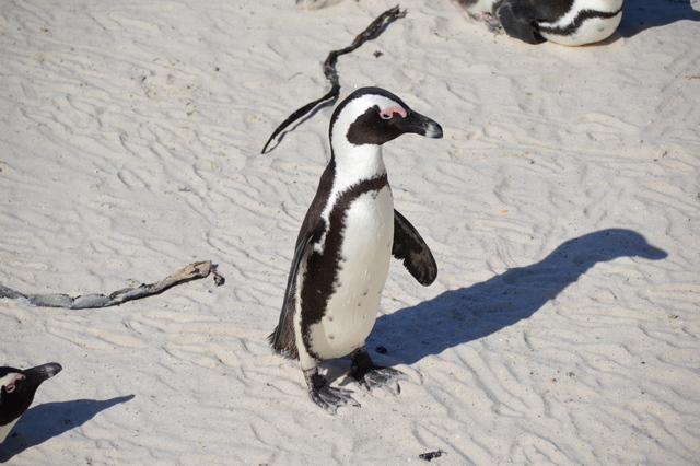 african penguin standing on a sandy beach