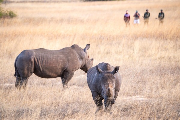 Safari guests on foot with guides view two newly reintroduced white rhinos in Hwange National Park