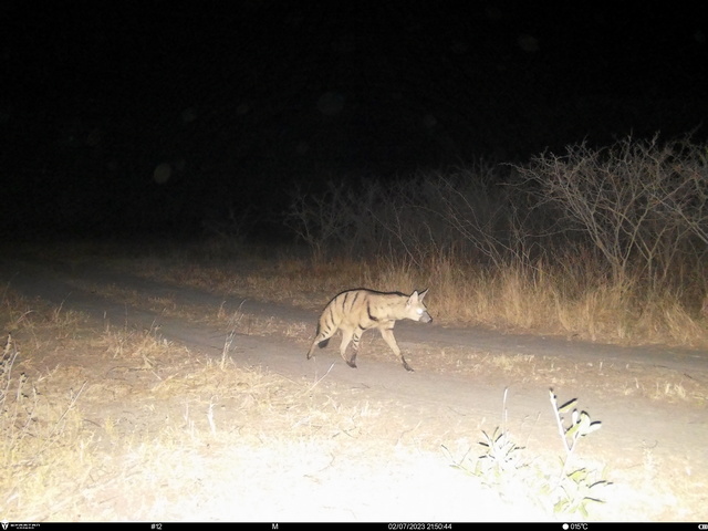 An aardwolf spotted on a night drive at Asilia's luxurious Usangu Expedition Camp in Ruaha National Park Tanzania