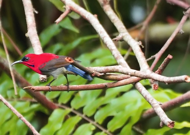 Kanha 03 crimson sunbird