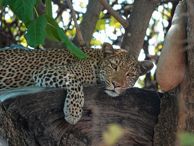 A sleepy leopard relaxes in a sausage tree, as seen on a luxury safari from Anabezi Camp in the Lower Zambezi of Zambia