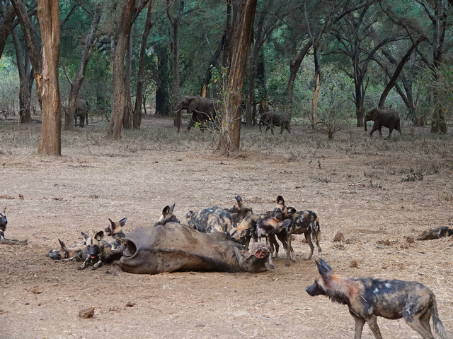 A large pack of wild dogs eat a buffalo they killed as several elephants walk by in the background in Lower Zambezi National Park