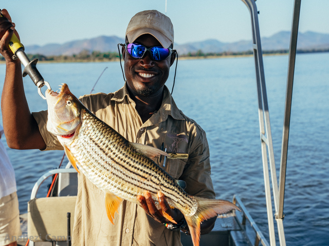 A smiling man holds up a large Tiger fish he caught while fishing the Zambezi on a luxury safari at Anabezi Camp in the Lower Zambezi, Zambia