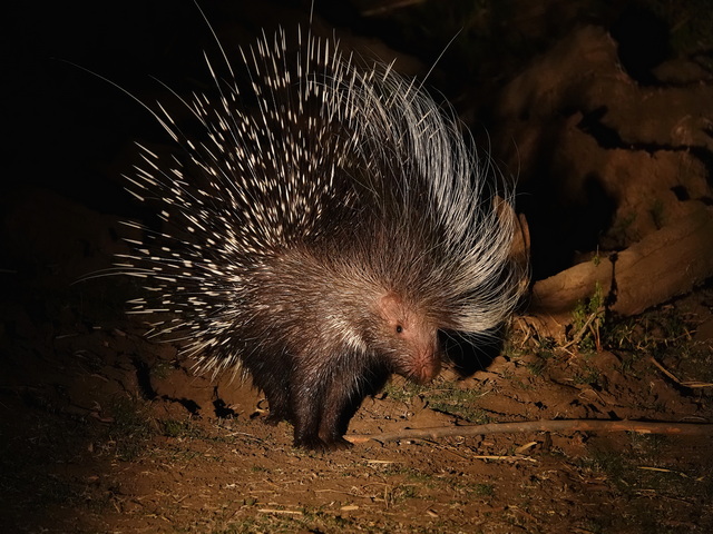 A porcupine seen on a night game drive on a luxury safari at Anabezi Camp in the Lower Zambezi, Zambia