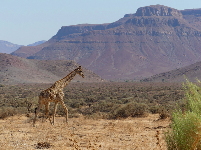 A desert-adapted giraffe walking through the hills of Damaraland, as seen on a drive during a luxury safari in Nambia