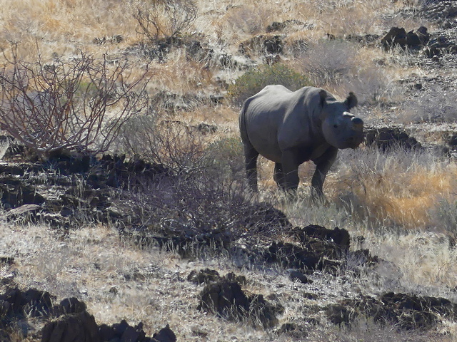 A de-horned black rhino resting in the shrubs of Damaraland Namibia, as seen during a luxury desert rhino tracking safari
