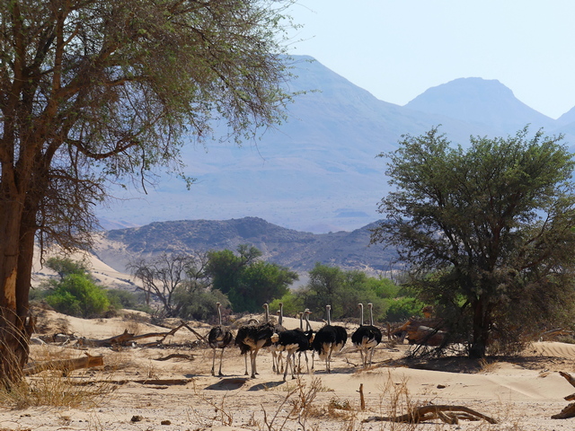 A flock of 10 ostrich crossing a sandy drainage in Damaraland, as seen on a game drive while staying at Onduli Ridge Camp on a luxury safari in Nambia