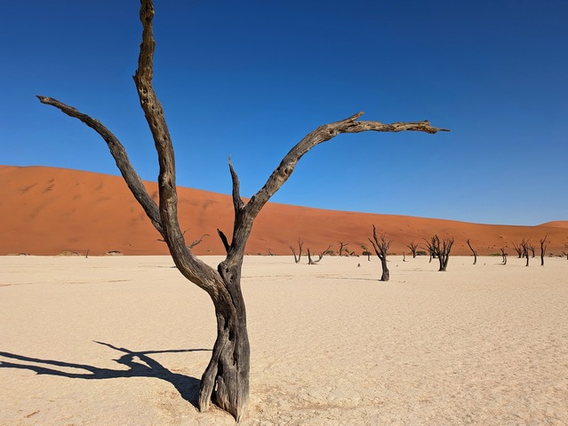 Dead trees amidst a stark, stunning landscape at Deadvlei in Sossusvlei, Namibia
