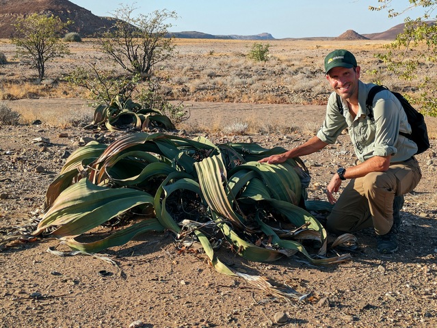 A man crouches next to a gigantic Welwitschia plant in Damaraland, Namibia during a luxury safari