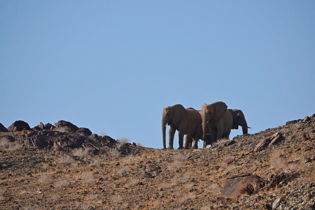 Desert-adapted elephants standing on a rocky ridgetop, as seen on a game drive while staying at Onduli Ridge Camp on a luxury safari in Nambia