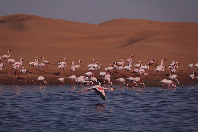 flamingoes against sand dunes near Walvis Bay on a luxury safari in Nambia