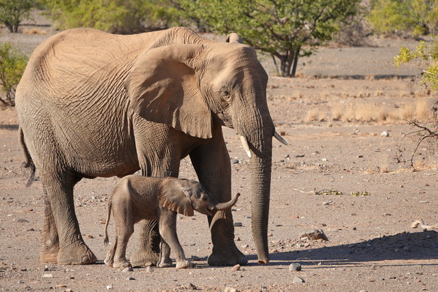 A mother desert-adapted elephant stands next to her newborn baby, as seen on a game drive while staying at Onduli Ridge Camp on a luxury safari in Nambia