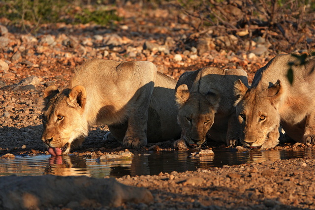 Three female lions crouched and drinking water at a waterhole near Anderson's Camp while on a luxury safari in Ongava Private Reserve Namibia