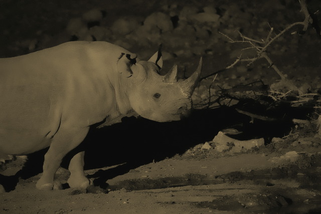 Night shot of black rhino seen at the in-camp waterhole at Anderson's Camp while on a luxury safari in Ongava Private Reserve Namibia