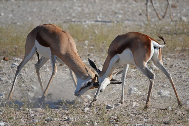 Two springbok butting heads, seen on a luxury safari in Etosha National Park Namibia