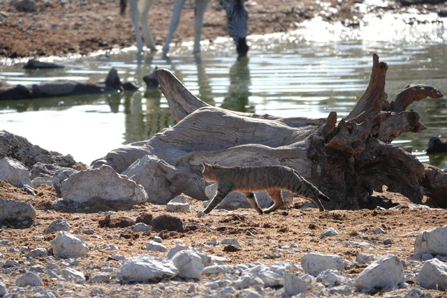 An African wildcat walking in front of a waterhole, seen on a luxury safari in Etosha National Park Namibia