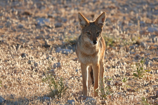 A black-backed jackal standing in soft morning light, seen on a luxury safari in Etosha National Park Namibia