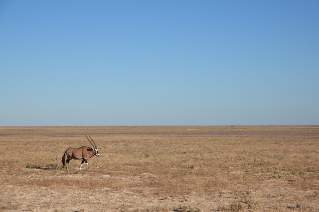 A lone oryx stands on a flat, stark, dry plain, seen on a luxury safari in Etosha National Park Namibia