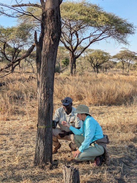 Guests on a luxury safari set camera traps with their guide at Usangu Expedition Camp in Ruaha National Park Tanzania