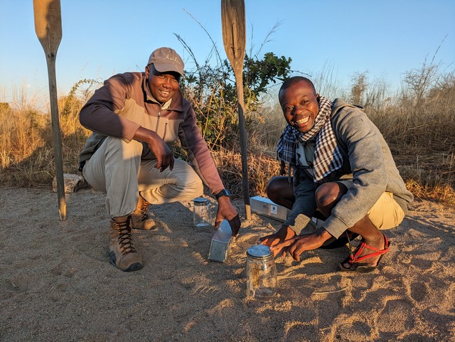 Two smiling guides release a mouse caught at Usangu Expedition Camp in Ruaha National Park Tanzania