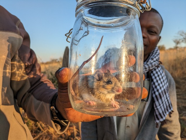 A smiling guide shows off the mouse caught in a humane wildlife trap at Usangu Expedition Camp in Ruaha National Park Tanzania