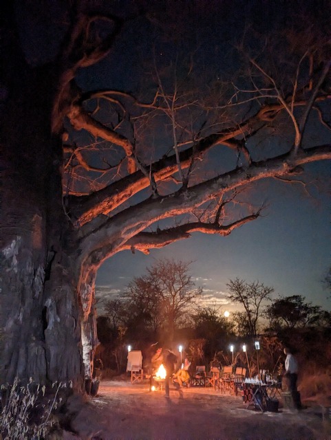 Guests on a luxury safari enjoy a fireside dinner under an ancient baobab tree at Usangu Expedition Camp in Ruaha National Park Tanzania