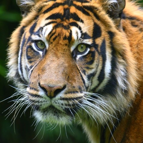 Bengal tiger in Bandhavgarh Tiger Reserve