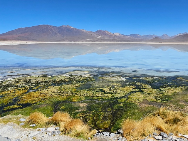 Algae and reflecting mountains in Laguna Blanco in the Eduardo Avaroa Reserve