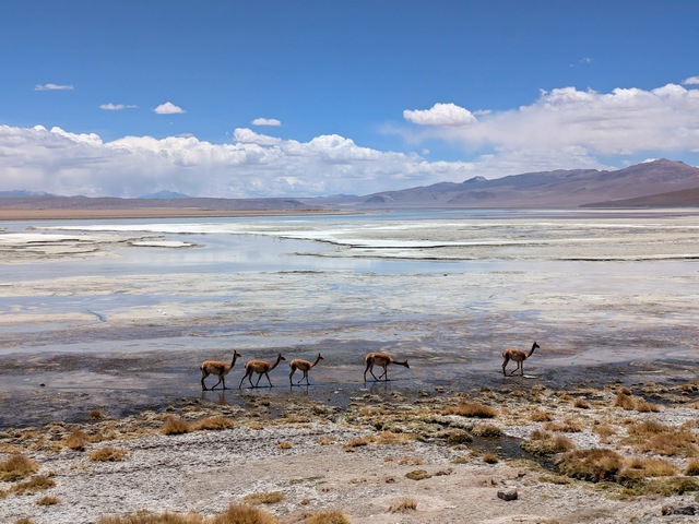 vicunas walking across a colorful lake near Polques Hot Spring