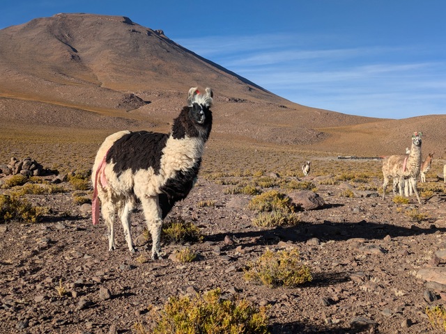 Several llamas in front of a volcano, with Explora Ramaditas lodge visible in the background