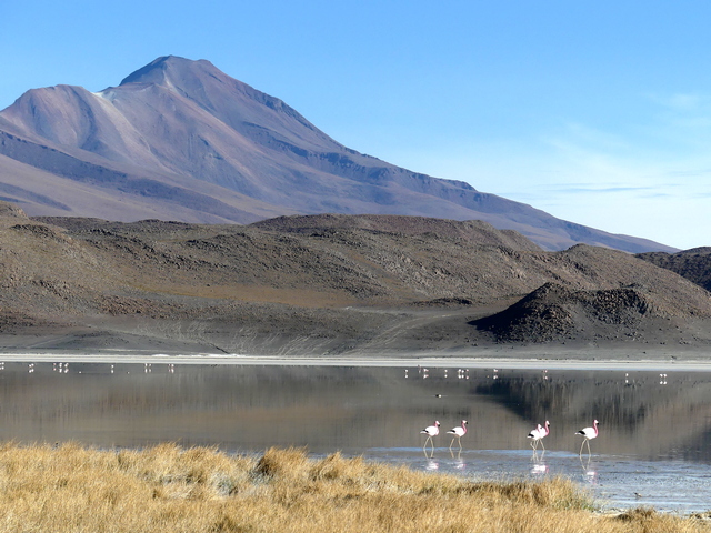 Several dozen Chilean flamingos in a lake near Explora Ramaditas Lodge