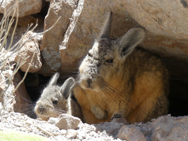 A mother viscacha and her baby hiding under a rock in Bolivia