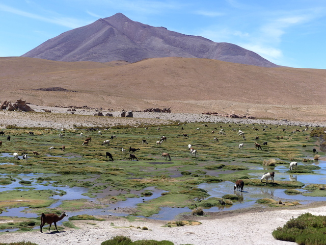 Llamas grazing in a green high-altitude wetland with a volcano looming behind in Bolivia's altiplano ecosystem