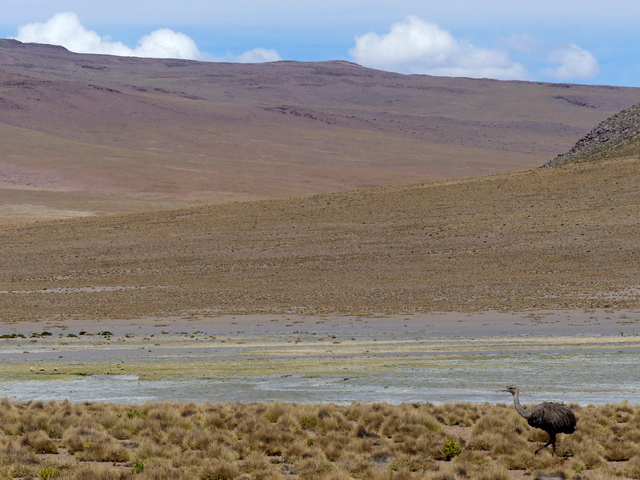 A lone Darwin's rhea stands against the colorful altiplano landscape in Bolivia