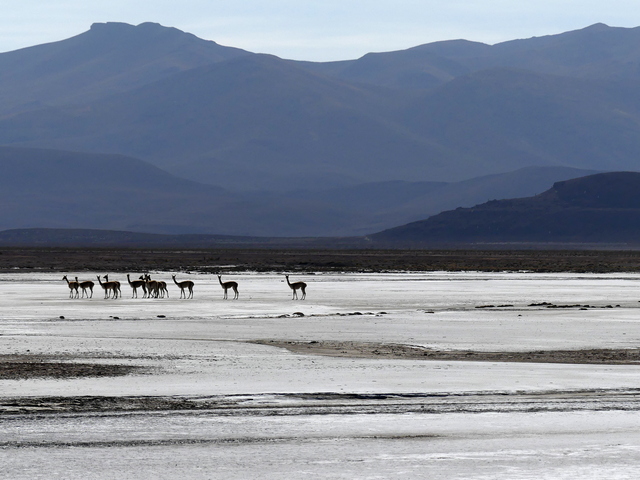 A dozen vicunas silhoutted against a mountainous background as they stand on the edge of the Uyuni Salt Flats
