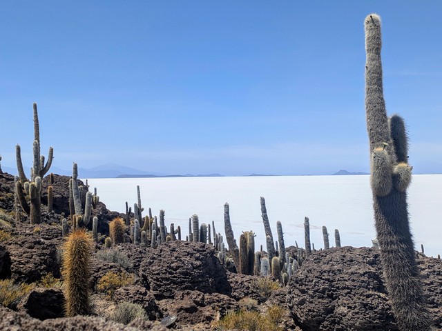 Incredible view of the vast white Uyuni Salt Flat framed by cacti on Isla Incahuasi