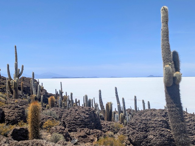 view of cacti framing the white salt expanses of the uyuni salt flats from isla incahuasi