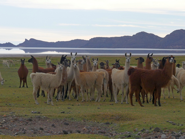 herd of llamas at colchani uyuni salt flats