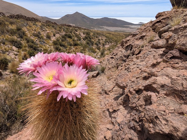 pink flowers atop a cactus with the uyuni salt flats visible way in the distance