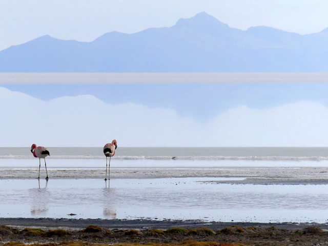 a pair of flamingos next to the uyuni salt flats, with a mountain reflecting in the water behind them