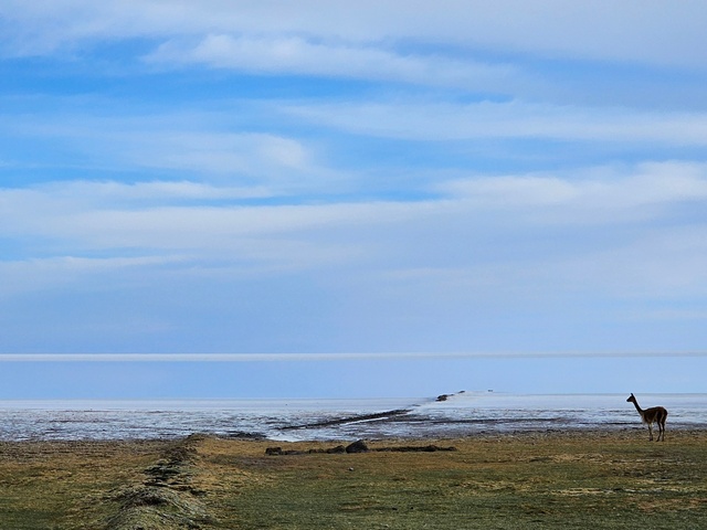 a lone vicuna dwarfed by the immense uyuni salt flats behind it