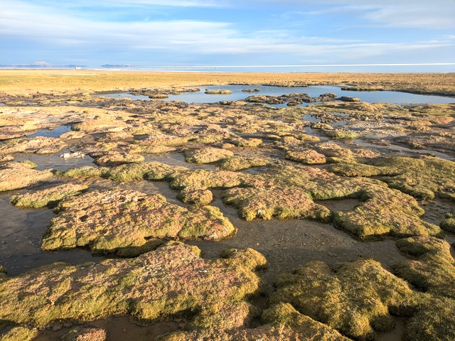 wetlands next to the uyuni salt flats showing tussock plants