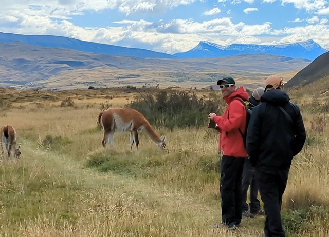 Visitors enjoying up-close encounters with guanacos while based out of the luxurious Tierra Patagonia lodge in Torres del Paine National Park Chile
