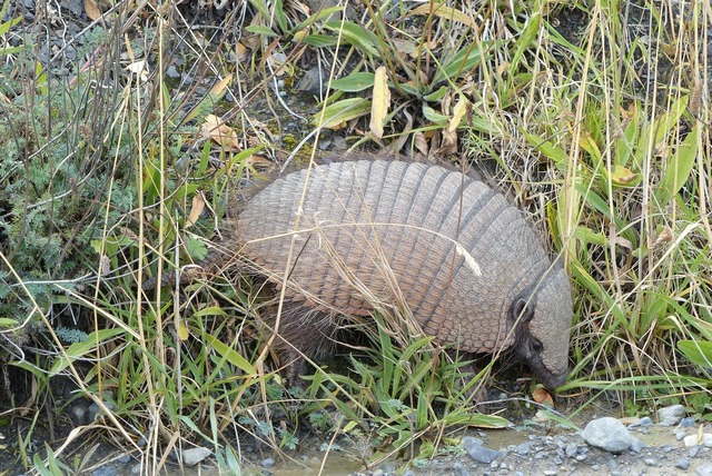 Patagonian armadillo seen from Tierra Patagonia lodge in Torres del Paine National Park Chile