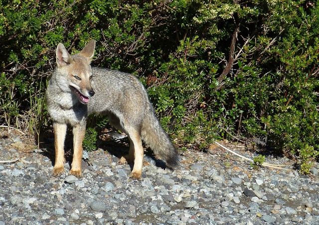 Grey fox seen while based out of the luxurious Tierra Patagonia lodge in Torres del Paine National Park Chile